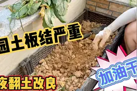 阳台种菜，种植箱里全是田园土，板结严重，连夜加入椰糠翻土改良视频封面
