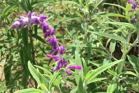 墨西哥鼠尾草，适合南方的草本植物视频封面