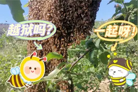 蜜蜂接二连三出现跑蜂，什么原因造成的，如何收回，如何防治视频封面