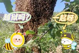 蜜蜂接二连三出现跑蜂，什么原因造成的，如何收回，如何防治