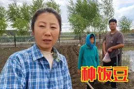 天气不错一家三口种饭豆，玉米地里老妈种三样，各种菜长势都很好视频封面
