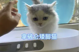 拿破仑矮脚猫是怎样繁育的，这只蓝白梵矮脚猫的市场价值是多少？视频封面