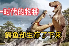 恐龙和鳄鱼是同一时代的物种，鳄鱼却活了下来，这是为什么？视频封面