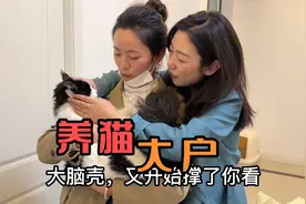 临近预产期，家里猫给妹妹养一段时间，妹妹一人养四猫成养猫大户视频封面