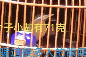 来自贵州黎平画眉，个小却有71克，骗过很多人的眼睛，这种鸟才好视频封面