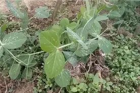 豌豆该管理了，豌豆中间套种这些菜，既能控菜，还能一季收两种菜视频封面
