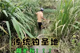 这些都是鱼，10米长竿直飞黄金大板鲫，太过瘾了！视频封面