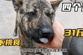 300块买回来的虎斑狗，短短四个月就长到31斤，这些优点必不可少视频封面