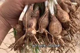棉枣是地下长的枣也叫地枣，属百合科，河南美食之一，还可以治病视频封面
