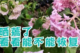 无尽夏绣球被太阳晒蔫了，赶紧浇水看看还能不能恢复如初视频封面
