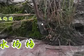 水杨梅！盆景界的新宠，见水就活，养护简单！视频封面