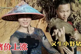 猪价上涨要发财？野猪配种的母猪又带回4窝小野猪，结果很意外视频封面