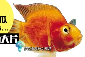 梦见鱼是什么意思？做梦梦见鱼好不好？视频封面