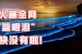 火遍全网的厦门“蓝眼泪”，再不去就没有啦！视频封面