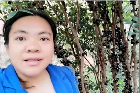 嘉宝果又叫树葡萄，长在树上的葡萄，客户来采摘视频封面
