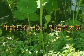 生命只有一次，别活得太累！经典好文视频封面