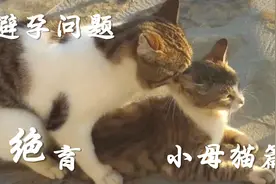 【养猫秘籍】小母猫的避孕问题 绝育能减少生病概率噢视频封面