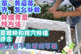 秋天适合种植的十四种蔬菜，好种又好吃，轻松种满屋顶菜园视频封面
