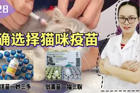 猫咪疫苗妙三多和猫三联，傻傻分不清，铲屎官选择哪一种更好呢？视频封面