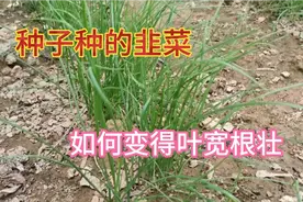 韭菜这样割一刀，细小韭菜立马变肥厚，后期一茬接一茬长吃不完视频封面