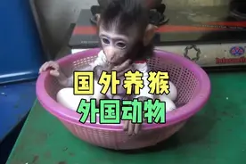 国外女子喂猴子喝奶，这不是国内的，是国外养的动物视频封面