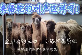 你听过骆驼的叫声吗 ？新疆农村骆驼养殖户家的小骆驼，萌萌哒 ！视频封面