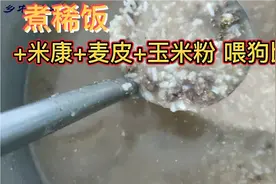 稀饭+米糠+麦皮+玉米粉喂狗的比例，而不是全部放米糠麦皮玉米粉视频封面