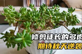 开始修剪多肉，虹之玉、火祭修剪后效果不同，您更喜欢哪一种呢？视频封面
