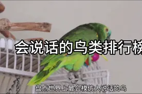 盘点那些会说话的鸟类排行榜视频封面