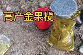 种植金果榄一亩，10年纯收入达到1000000，是怎样管理与培育的视频封面