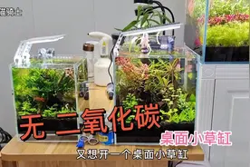 没有条件买二氧化碳能养哪些水草？分享几个无二氧化碳的桌面草缸视频封面