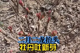 菏泽天气转暖，大田里的牡丹一片片欣欣向荣的景象，静待春暖花开视频封面