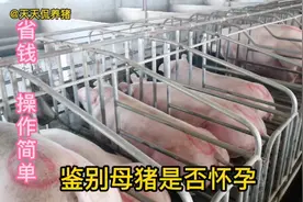 母猪配种10天以后，这个简单的操作，就能判断母猪是否怀孕视频封面