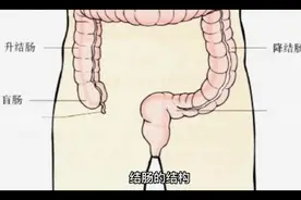 结肠的结构视频封面