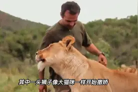 男子从小养了几头狮子当宠物，分开几年后，狮子看到男子直接扑来视频封面
