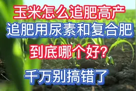 玉米怎么追肥高产？追尿素和复合肥到底哪个好？千万别搞错了视频封面