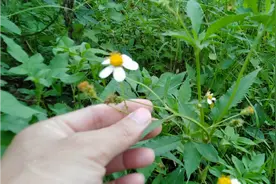 农村随处可见的野草，竟是治疗猪高热病的良药，中草药果然是宝视频封面