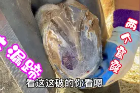 重型马一瘸一拐不敢走路，师傅一看蹄子上俩个漏窟窿，怎么治疗啊视频封面