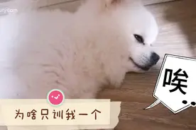 狗被训后，一动不动，一声不响。委屈的样子和人类幼崽一模一样视频封面