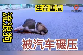 被汽车碾压的可怜狗狗视频封面