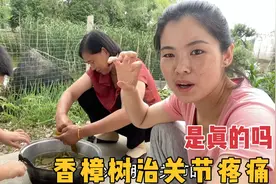 婆婆手关节痛的不能打弯，听说香樟树可以治疗，这方法真有效吗？视频封面