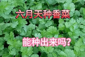 六月份种香菜能种出来吗？种在这些地方应该可以视频封面