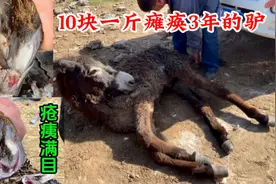10块1斤买头瘫驴，先调治后修蹄，切开蹄心疮痍满目精心修能走了视频封面