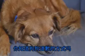 狗狗的道歉方式视频封面