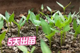 教你一招辣椒育苗法，出苗非常快，学会了再也不用买苗视频封面
