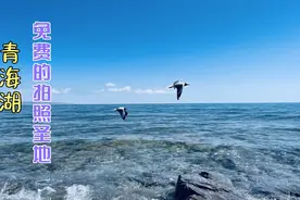 青海湖真的都被当地牧民围起来收费了吗，今天小伙免费带你看美景视频封面