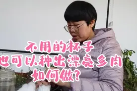 没有花盆不用买，自己做花盆养多肉，“省钱”又好看视频封面