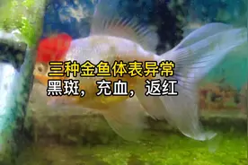 三种金鱼体表鳞片异常的原因和处理方法，第三种返红你一定没见过视频封面