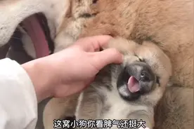刚满16天的小柴犬，刚要撸就张大嘴嗷嗷直叫不让碰，脾气还挺大！视频封面
