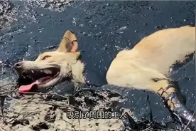 流浪狗陷入沥青里无法动弹，无助的痛苦哀嚎，工人开挖掘机相救视频封面
